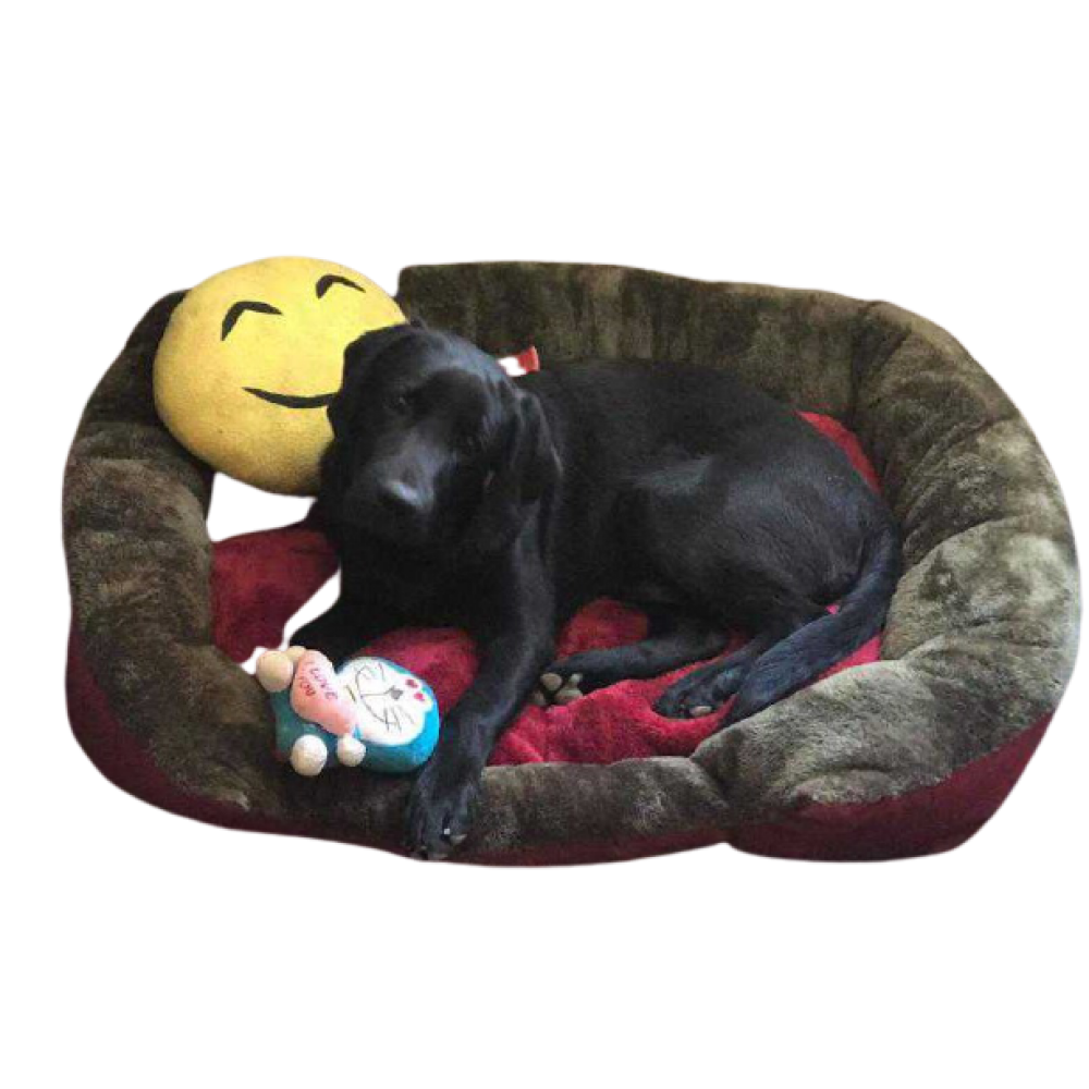 Dog Bed - Large Sized Dog Bed - Large Sized