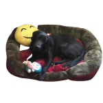 Dog Bed - Large Sized Dog Bed - Large Sized