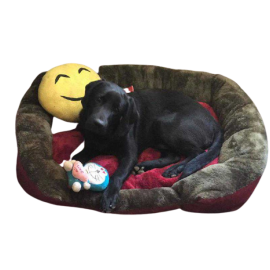 Dog Bed - Large Sized