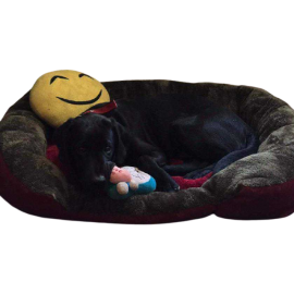 Dog Bed - Large Sized Dog Bed - Large Sized