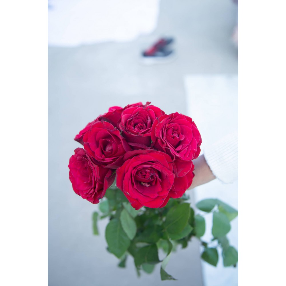 Fresh Red Rose Bouquet  Fresh Red Rose Bouquet