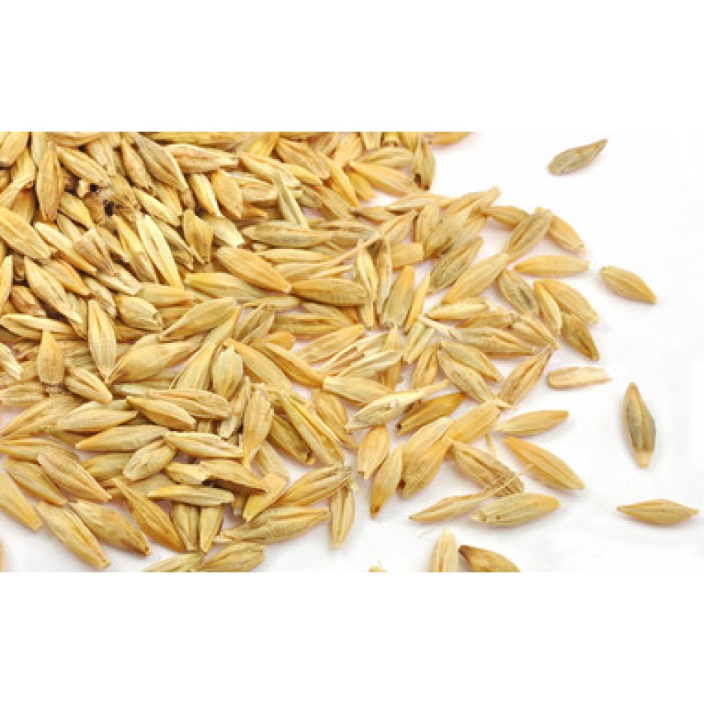 Jau | Barley Grain Seed | 500gm | Pooja Samagri