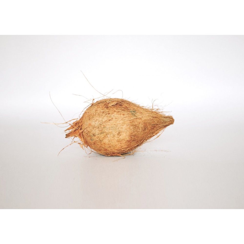 Pani Nariwal | Coconut | Pooja Samagri