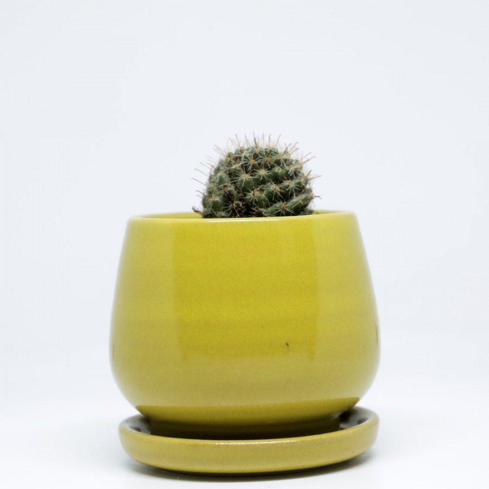 Handmade Yellow Mini Succulent Handmade Yellow Mini Succulent