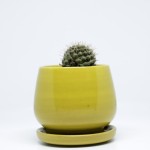 Handmade Yellow Mini Succulent Handmade Yellow Mini Succulent