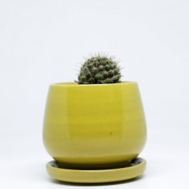 Handmade Yellow Mini Succulent