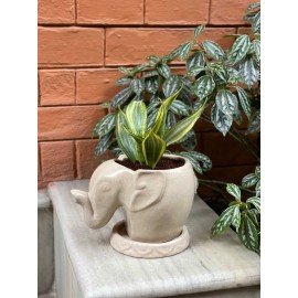 Handmade Elephant Designed Ceramic Pot with Plant|Home Decor|Made in Nepal