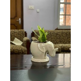 Handmade Elephant Designed Ceramic Pot with Plant|Home Decor|Made in Nepal