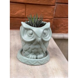 Handcrafted Owl Designed Clay Planter Pot with Plant| Made in Nepal