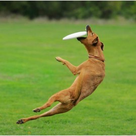 Soft and Flexible Flying Disc For Large Dogs