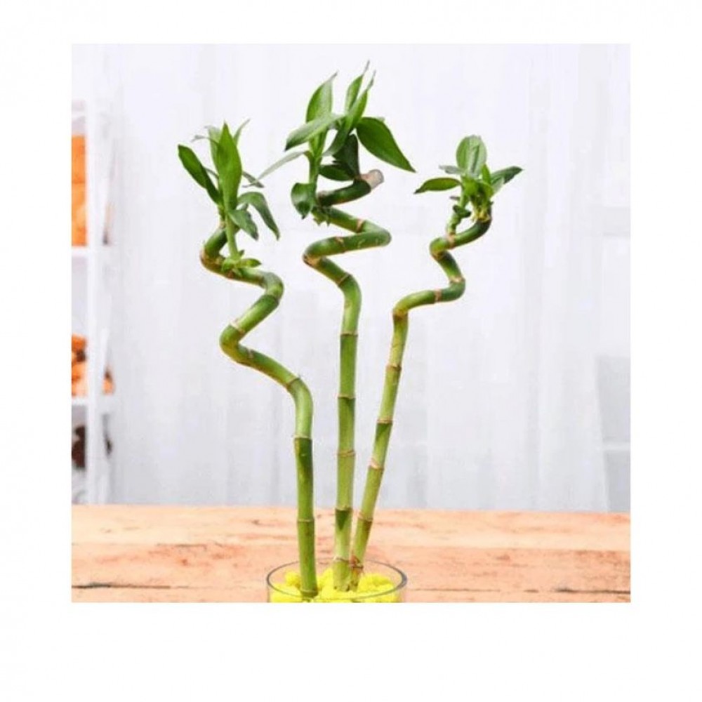 Spiral lucky bamboo stick 