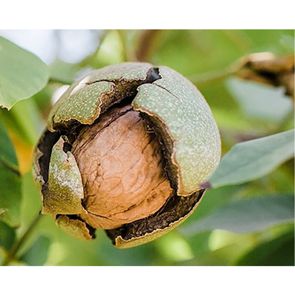 California Walnuts Walnuts Price In Nepal