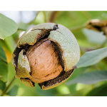 California Walnuts - 1 Kg