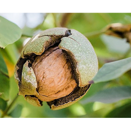 California Walnuts - 1 Kg