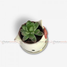 Mini Cute Cat Decorative Succulent Planter Pots